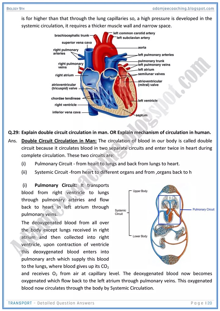 transport-detailed-question-answers-biology-9th