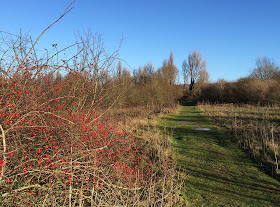 Rose bush with hips on a flood plain.  Leybourne Lakes, 2 January 2014.