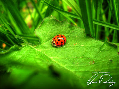 lady bug ladybug red polka dot polkadot nature outdoor outdoors leaf leaves