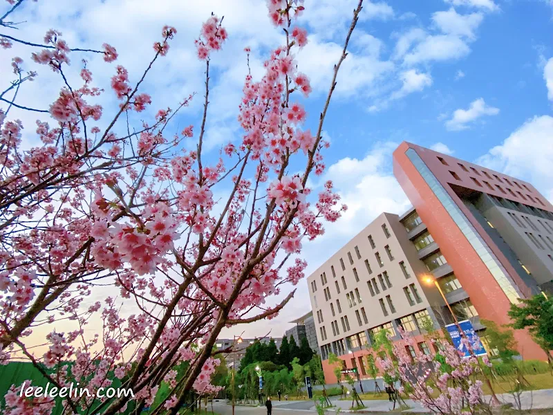 國立臺北大學鳶飛大道櫻花林｜近台北大學圖書館~三峽北大櫻花季