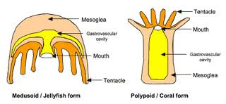 cnidaria, polip medusa