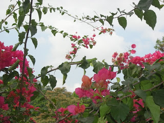 bouganvillea against the sky