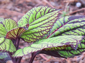 dark veined coleus Dow Gardens 