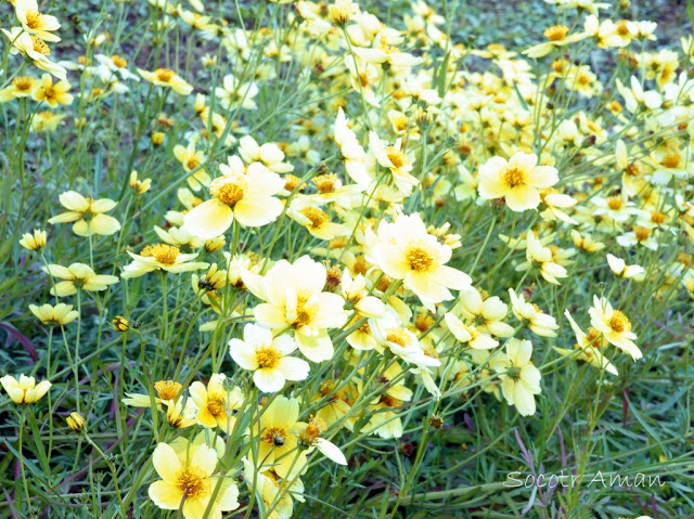 Cosmos bipinnatus