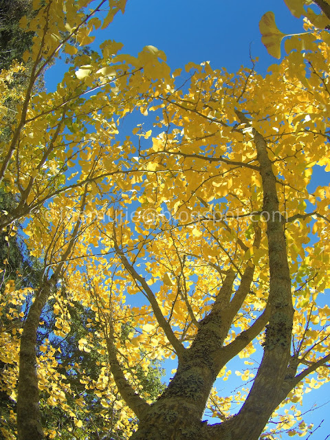 Wuling Farm maple autumn foliage