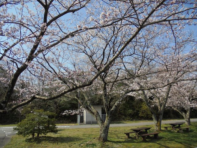 むきばんだ史跡公園の入り口の美しい桜