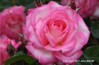 Maplewood Rose Garden - Rose Harlekin