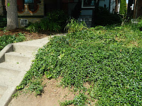 Palmerston Toronto Front Garden Clean up after by Paul Jung Gardening Services Toronto