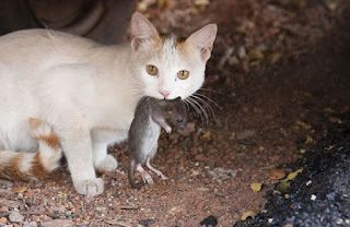  atau bahkan punya kucing sebagai binatang peliharaan dirumah √ 9 Tanda Kucing Mencintai Kita