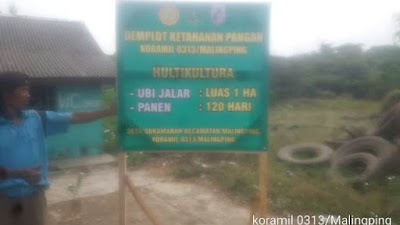 Kebun Ketahanan Pangan Milik TNI Siap Dipanen