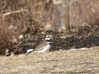 Charadrius vociferus - Pluvier kildir