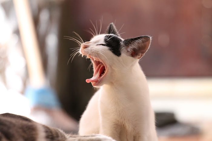 gato bostezando