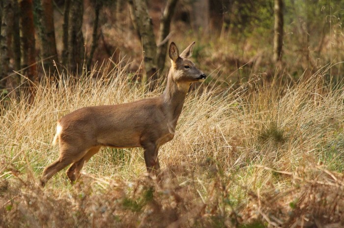 Gambar Rusa Hutan Terbaru 