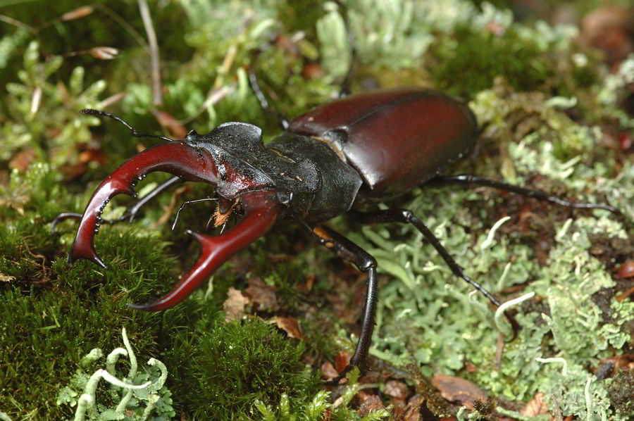 smart ebook Kumbang Rusa Lucanus cervus 