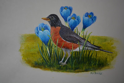 American Robin - Acrylic on Paper