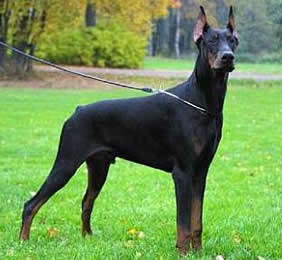 doberman pinscher pets dog healty breeds animal picture