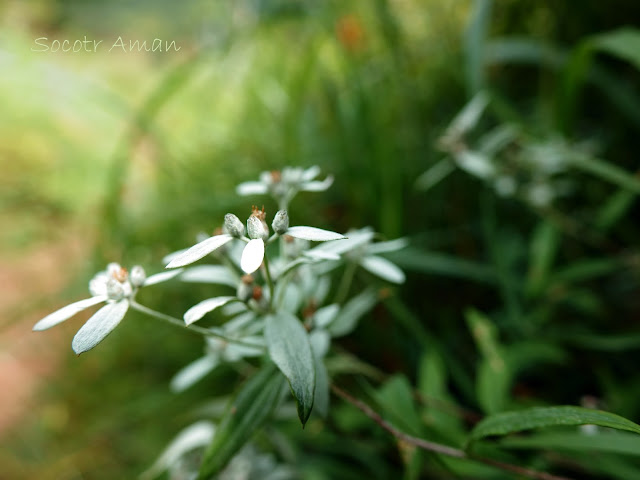 Leontopodium japonicum