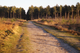 Winter woodland in Norfolk