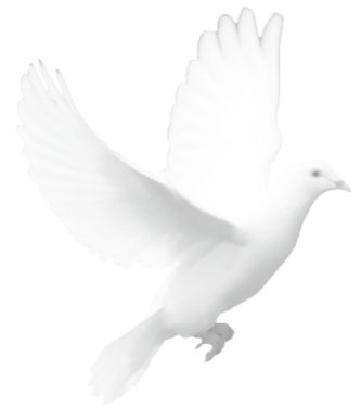 The White Dove or the Sacred White Dove is the most historically described