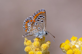 mariposa-morena-aricia-cramera-