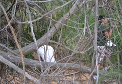 Searching for the next geocache