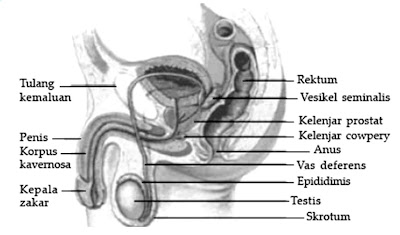 Gambar Organ Reproduksi Pria