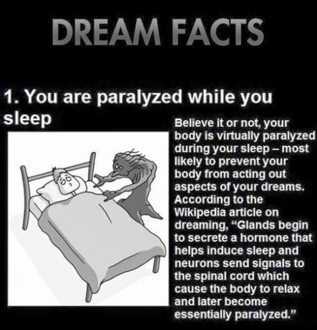 Things You Didn’t Know about Your Dreams