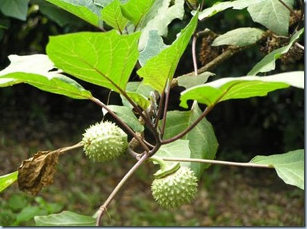 Ramuan Herbal Mengatasi Sakit Pinggang  PIJAT  URUT 