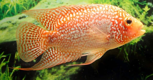 Cara Mendapatkan Ikan Red Texas Cichlid