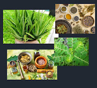 Tanaman Rempah-rempah herbal dapat digunakan dalam bentuk biji, daun, rimpang, atau ekstrak. Beberapa tanaman rempah-rempah herbal juga memiliki sifat anti-inflamasi dan anti-oksidan yang bermanfaat untuk kesehatan.