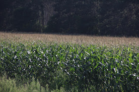 almost 40% of corn to feed & residual, almost 30% to ethanol