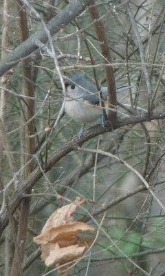 tufted titmouse