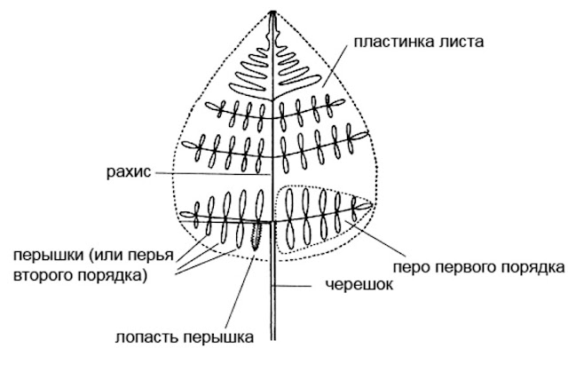 Строение листа папоротника