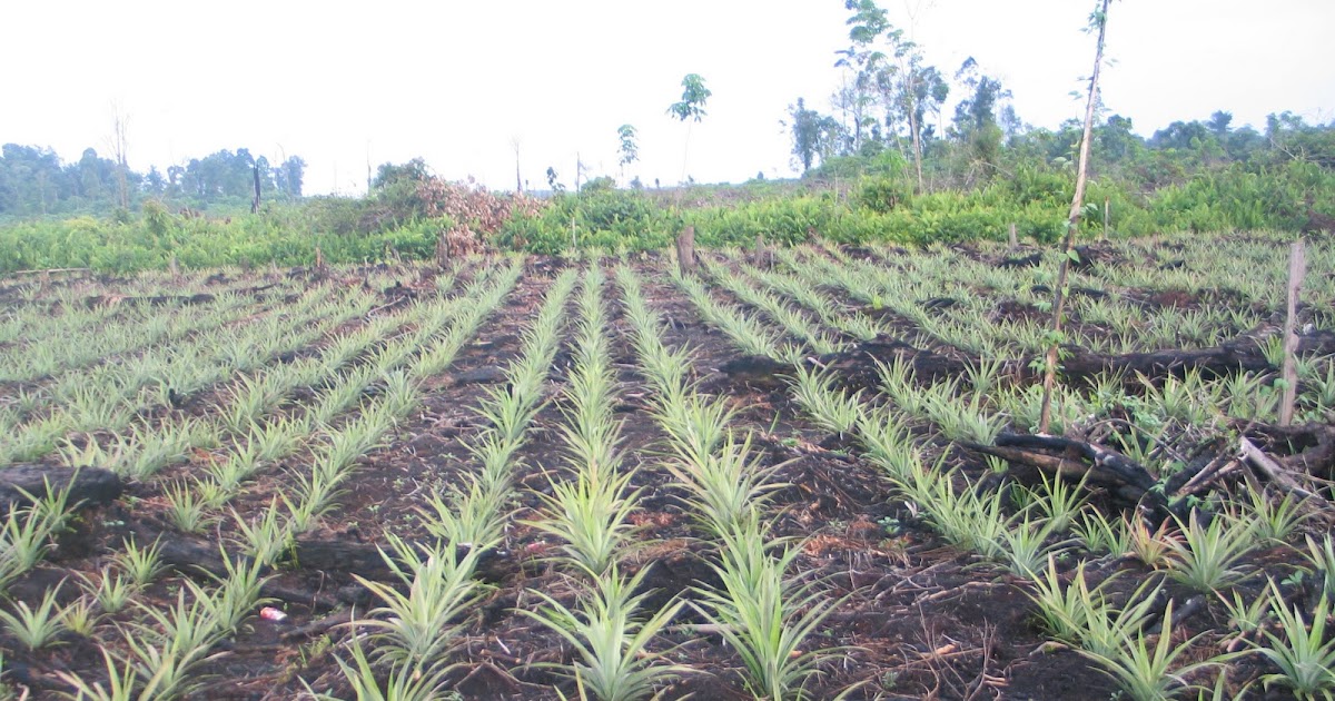 Bumi Hidayah Salsabila: Apa yang dimaksud Investasi Ganda 