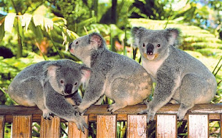 Koalas