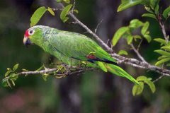 green parrot