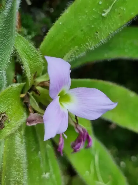 flor da bromélia-peluda