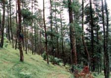 TAHURA (Taman Hutan raya)