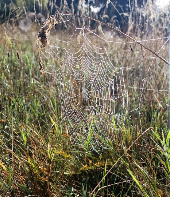 Soggy Cobweb