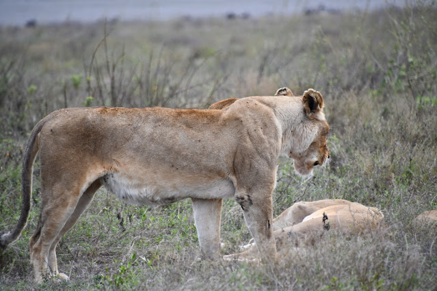 Serengeti National Park