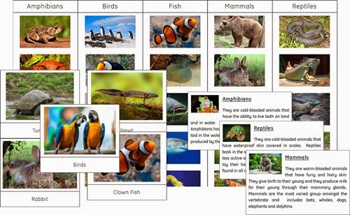 ClassificationAnimals