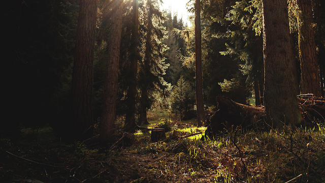 forest images Hd