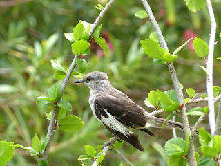 Mimus polyglottos - Moqueur polyglotte