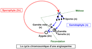 The chromosomal cycle of an angiosperm