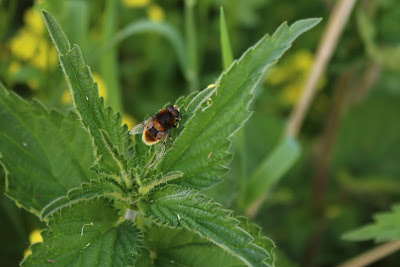 Hommelbijvlieg - - Eristalis intricaria