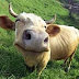 Cientistas afirmam: Vacas não gostam de andar sozinhas e têm melhores amigas