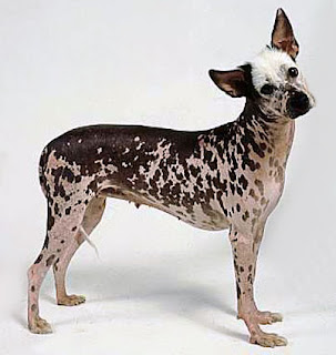 Peruvian Inca Orchid Dog