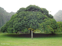Dome-shaped tree - Ho'omaluhia Botanical Garden, Kaneohe, HI