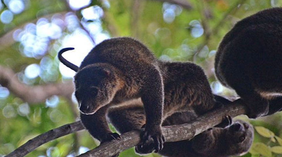  Fauna Endemik Indonesia  Bagian Tengah Beserta Gambarnya 