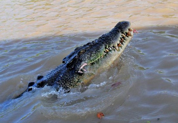 saltwater-crocodile_0.img_assist_custom-600x414